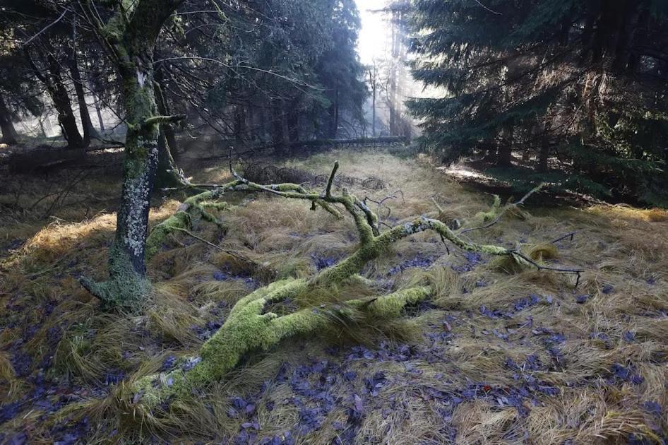 Wellness Pension Iveta Žacléř Eksteriør bilde